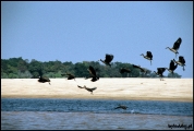 Filename=177---Zambezi-River.jpg
Filesize=513KB
Dimensions=1250x840
Date added=Feb 19, 2012 177---Zambezi-River.jpg