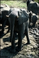 Filename=283---Mosi-oa-Tunya-National-Park.jpg
Filesize=601KB
Dimensions=840x1250
Date added=Feb 19, 2012 283---Mosi-oa-Tunya-National-Park.jpg