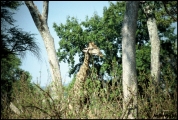 Filename=292---Mosi-oa-Tunya-National-Park.jpg
Filesize=686KB
Dimensions=1250x840
Date added=Feb 19, 2012 292---Mosi-oa-Tunya-National-Park.jpg