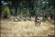 Filename=295---Mosi-oa-Tunya-National-Park.jpg
Filesize=632KB
Dimensions=1250x840
Date added=Feb 19, 2012 295---Mosi-oa-Tunya-National-Park.jpg