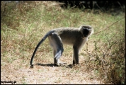 Filename=316---Mosi-oa-Tunya-National-Park.jpg
Filesize=670KB
Dimensions=1250x840
Date added=Feb 19, 2012 316---Mosi-oa-Tunya-National-Park.jpg
