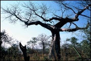 Filename=364---Victoria-Falls.jpg
Filesize=725KB
Dimensions=1250x840
Date added=Feb 19, 2012 364---Victoria-Falls.jpg