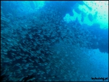 2010-11,12-Australia-2---GBR-diving-002.jpg