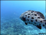 2010-11,12-Australia-2---GBR-diving-145.jpg