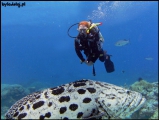 Filename=2010-11,12-Australia-2---GBR-diving-146.jpg
Filesize=63KB
Dimensions=504x380
Date added=Jan 09, 2011 2010-11,12-Australia-2---GBR-diving-146.jpg