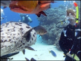 Filename=2010-11,12-Australia-2---GBR-diving-150.jpg
Filesize=76KB
Dimensions=504x380
Date added=Jan 09, 2011 2010-11,12-Australia-2---GBR-diving-150.jpg