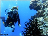 Filename=2010-11,12-Australia-2---GBR-diving-157.jpg
Filesize=73KB
Dimensions=504x380
Date added=Jan 09, 2011 2010-11,12-Australia-2---GBR-diving-157.jpg