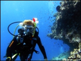 Filename=2010-11,12-Australia-2---GBR-diving-159.jpg
Filesize=59KB
Dimensions=504x380
Date added=Jan 09, 2011 2010-11,12-Australia-2---GBR-diving-159.jpg