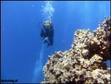 Filename=2010-11,12-Australia-2---GBR-diving-162.jpg
Filesize=61KB
Dimensions=504x380
Date added=Jan 09, 2011 2010-11,12-Australia-2---GBR-diving-162.jpg