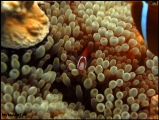 Filename=2010-11,12-Australia-2---GBR-diving-163.jpg
Filesize=60KB
Dimensions=504x380
Date added=Jan 09, 2011 2010-11,12-Australia-2---GBR-diving-163.jpg