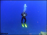 Filename=2010-11,12-Australia-2---GBR-diving-168.jpg
Filesize=43KB
Dimensions=504x380
Date added=Jan 09, 2011 2010-11,12-Australia-2---GBR-diving-168.jpg