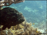 2010-11,12-Australia-2---GBR-diving-176.jpg