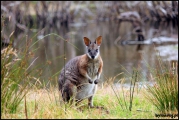 2010-11,12-Australia-4---Kangaroo_Victoria-084.jpg