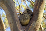 2010-11,12-Australia-4---Kangaroo_Victoria-192.jpg