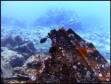 Filename=2011-11_CookIsland_014.jpg
Filesize=263KB
Dimensions=806x607
Date added=Feb 19, 2012 2011-11_CookIsland_014.jpg