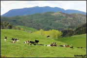 Filename=2011-10,11_NZ_039.jpg
Filesize=499KB
Dimensions=1280x857
Date added=Jan 29, 2012 2011-10,11_NZ_039.jpg