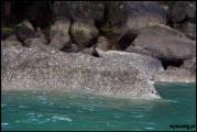 Filename=2011-10,11_NZ_120.jpg
Filesize=250KB
Dimensions=960x643
Date added=Jan 29, 2012 2011-10,11_NZ_120.jpg