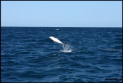 Filename=2011-10,11_NZ_123.jpg
Filesize=177KB
Dimensions=960x643
Date added=Jan 29, 2012 2011-10,11_NZ_123.jpg