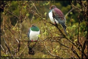 Filename=2011-10,11_NZ_190.jpg
Filesize=446KB
Dimensions=1280x857
Date added=Jan 29, 2012 2011-10,11_NZ_190.jpg