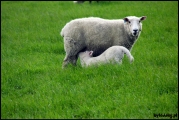 Filename=2011-10,11_NZ_247.jpg
Filesize=405KB
Dimensions=1280x857
Date added=29.Jan 2012 2011-10,11_NZ_247.jpg