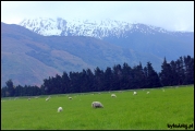Filename=2011-10,11_NZ_250.jpg
Filesize=321KB
Dimensions=1280x857
Date added=Jan 29, 2012 2011-10,11_NZ_250.jpg
