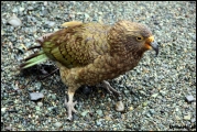 Filename=2011-10,11_NZ_256.jpg
Filesize=438KB
Dimensions=1280x857
Date added=29.Jan 2012 2011-10,11_NZ_256.jpg