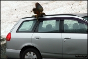 Filename=2011-10,11_NZ_284.jpg
Filesize=292KB
Dimensions=1280x857
Date added=Jan 29, 2012 2011-10,11_NZ_284.jpg
