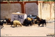 Dahab_2010-07-14,21_12.jpg