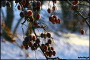 2009_Lapland_082.jpg